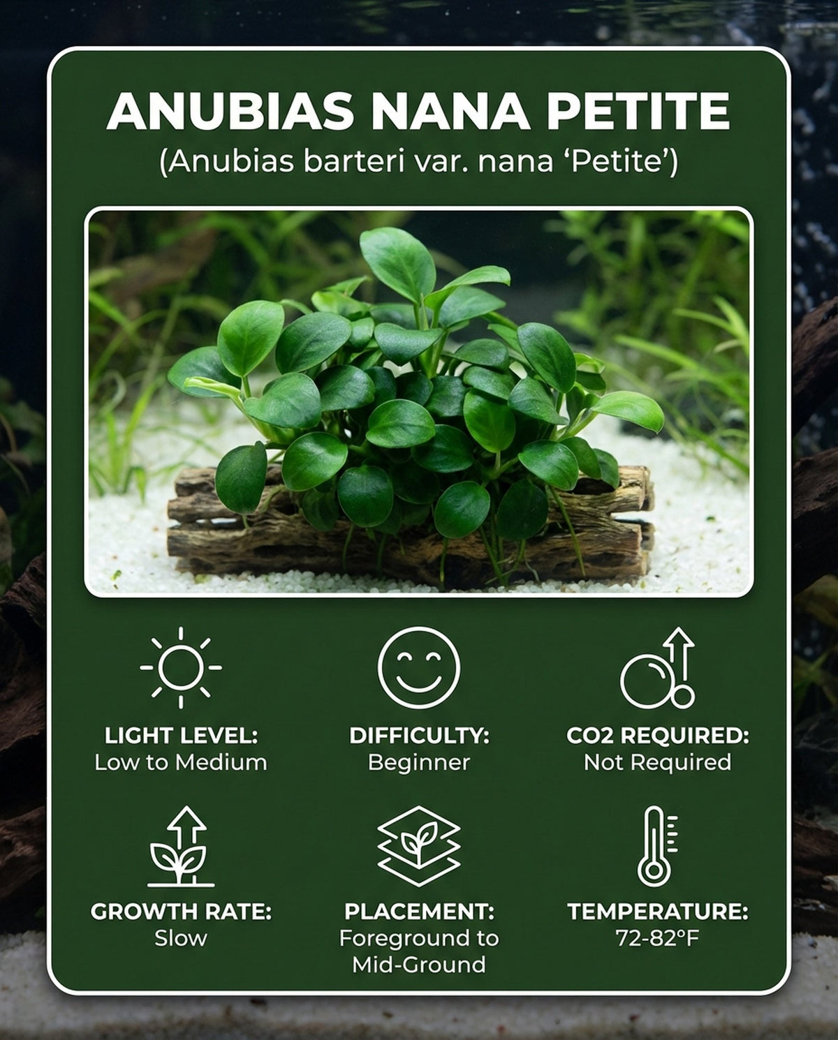 Anubias Barteri (Nana Petite)