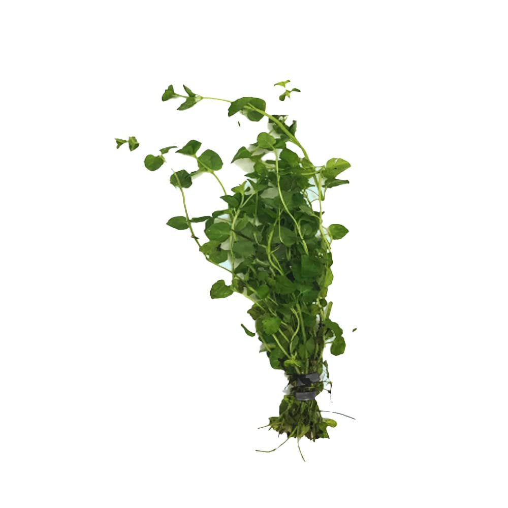 Mint Charlie (Micromeria Brownei)