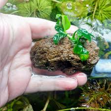 ANUBIAS (Nana Petite) On Lava Rock