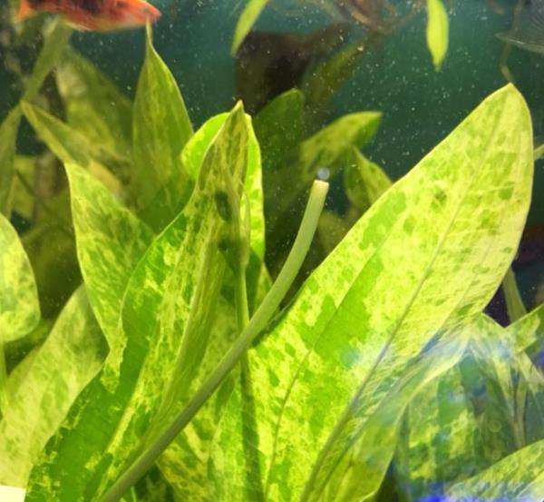 Marble Queen Sword Echinodorus Cordifolius
