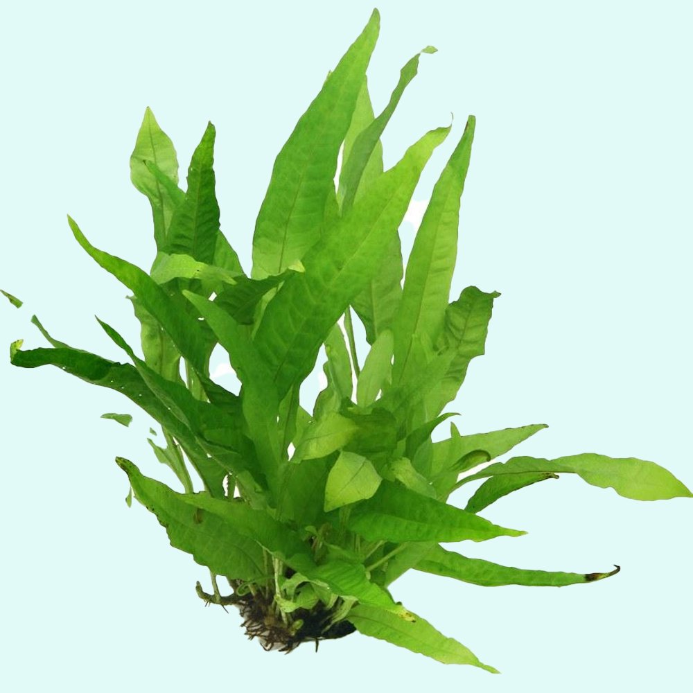 Java Fern Mat (Microsorum Pteropus) on Mat