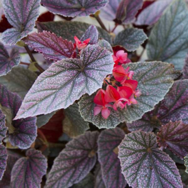 Angel Wing Begonia Miss Mummy Rooted Starter Plant