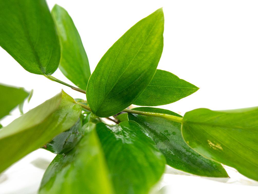 Anubias Hastifolia