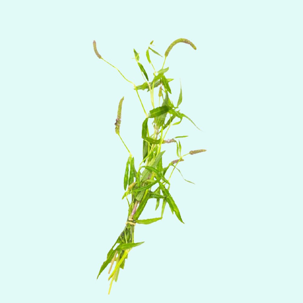 Pogostemon Stellatus Narrowleaf
