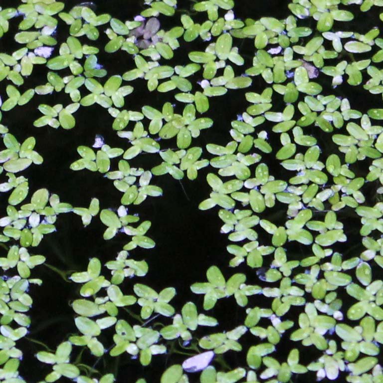 Floating Plant Combo Pack