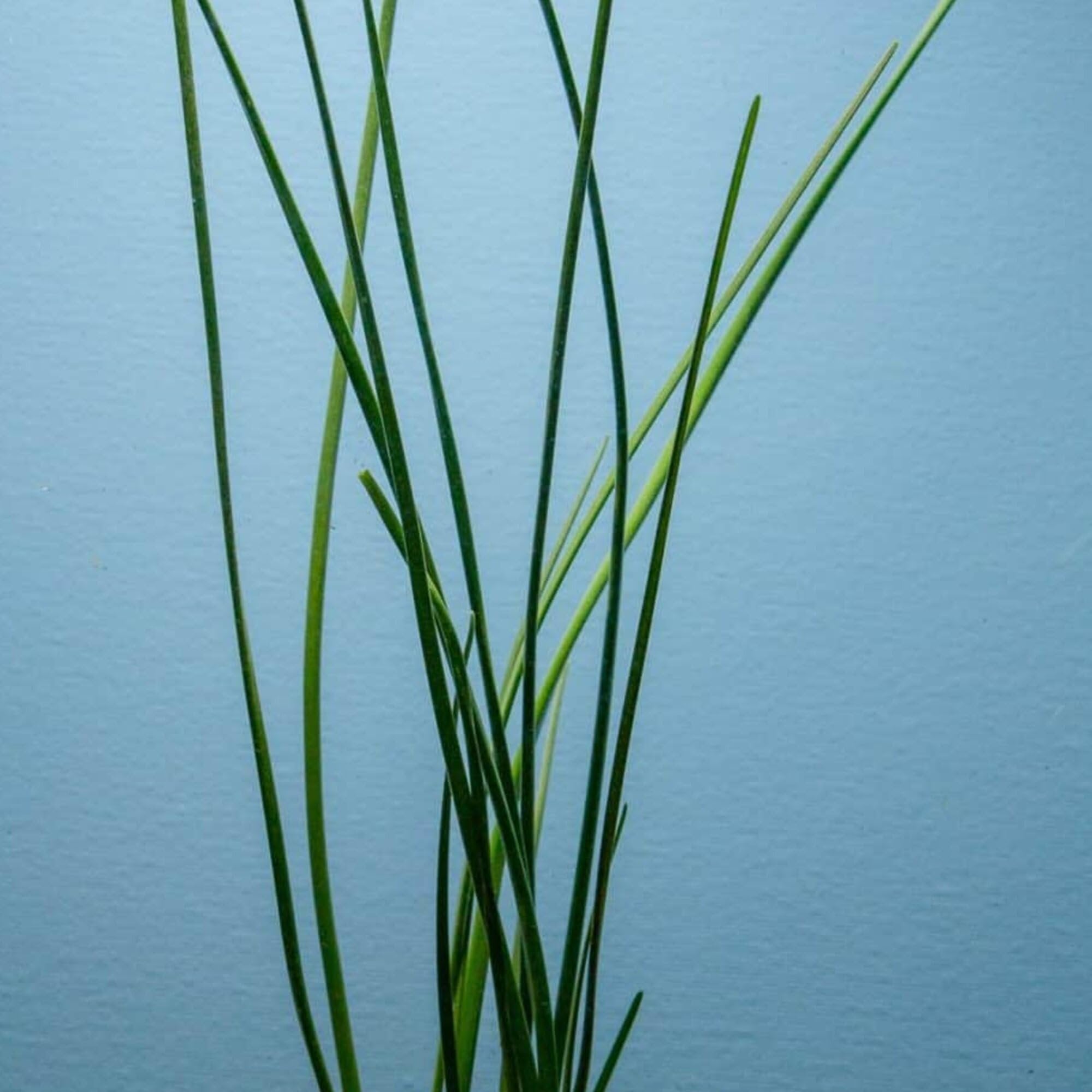 Water Onion Dwarf (Zephyranthes candida)