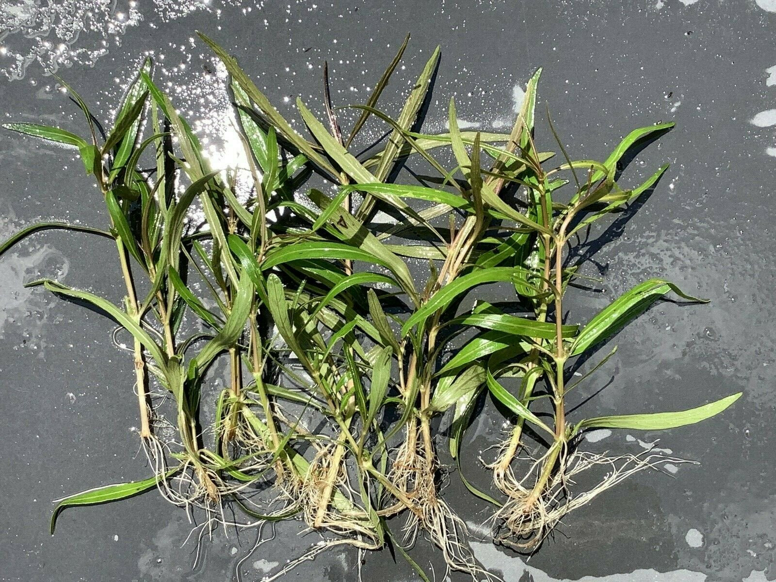 Cryptocoryne Crypt Balansae