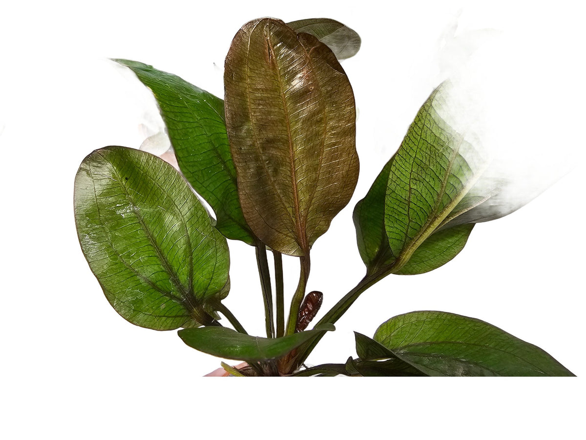 Amazon Sword Echinodorus 'Reni'
