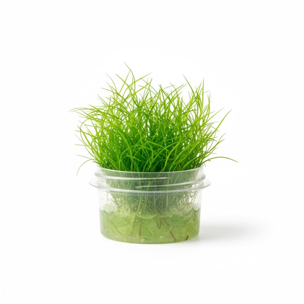 CANTON AQUATICS LilaeopsiBraslilensis Tissue Culture