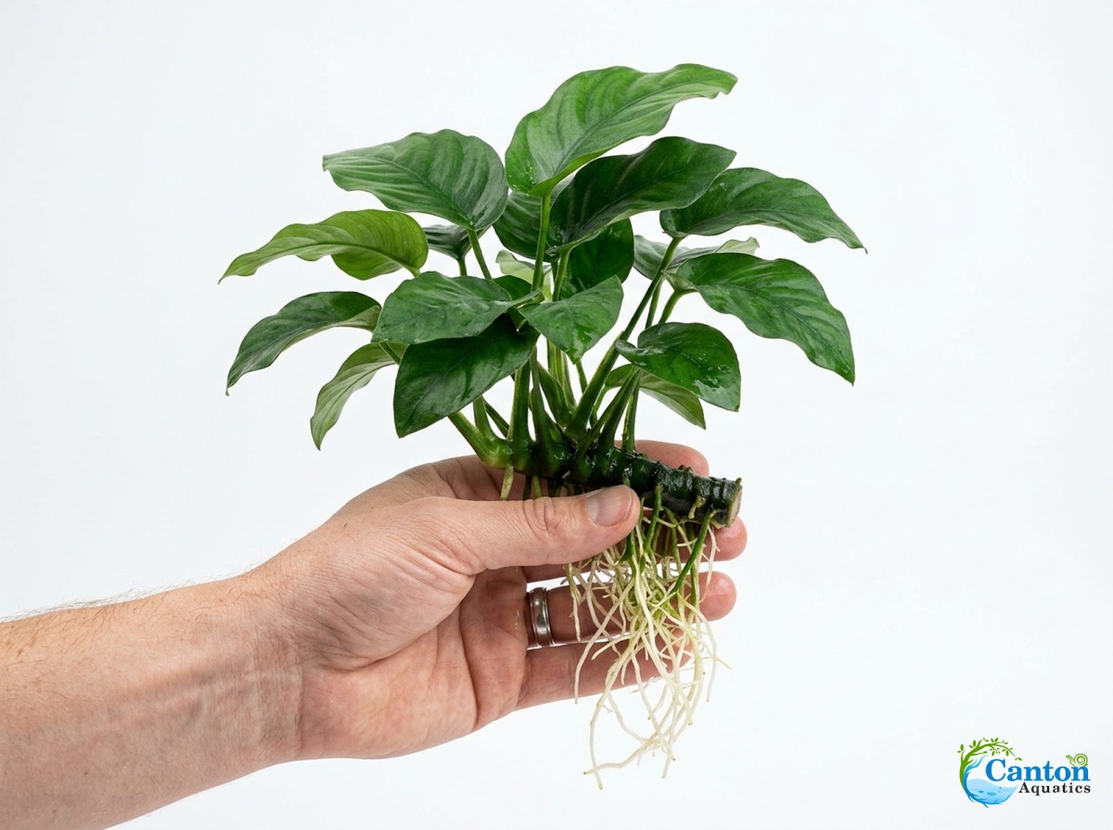 Anubias Barteri (Nana)