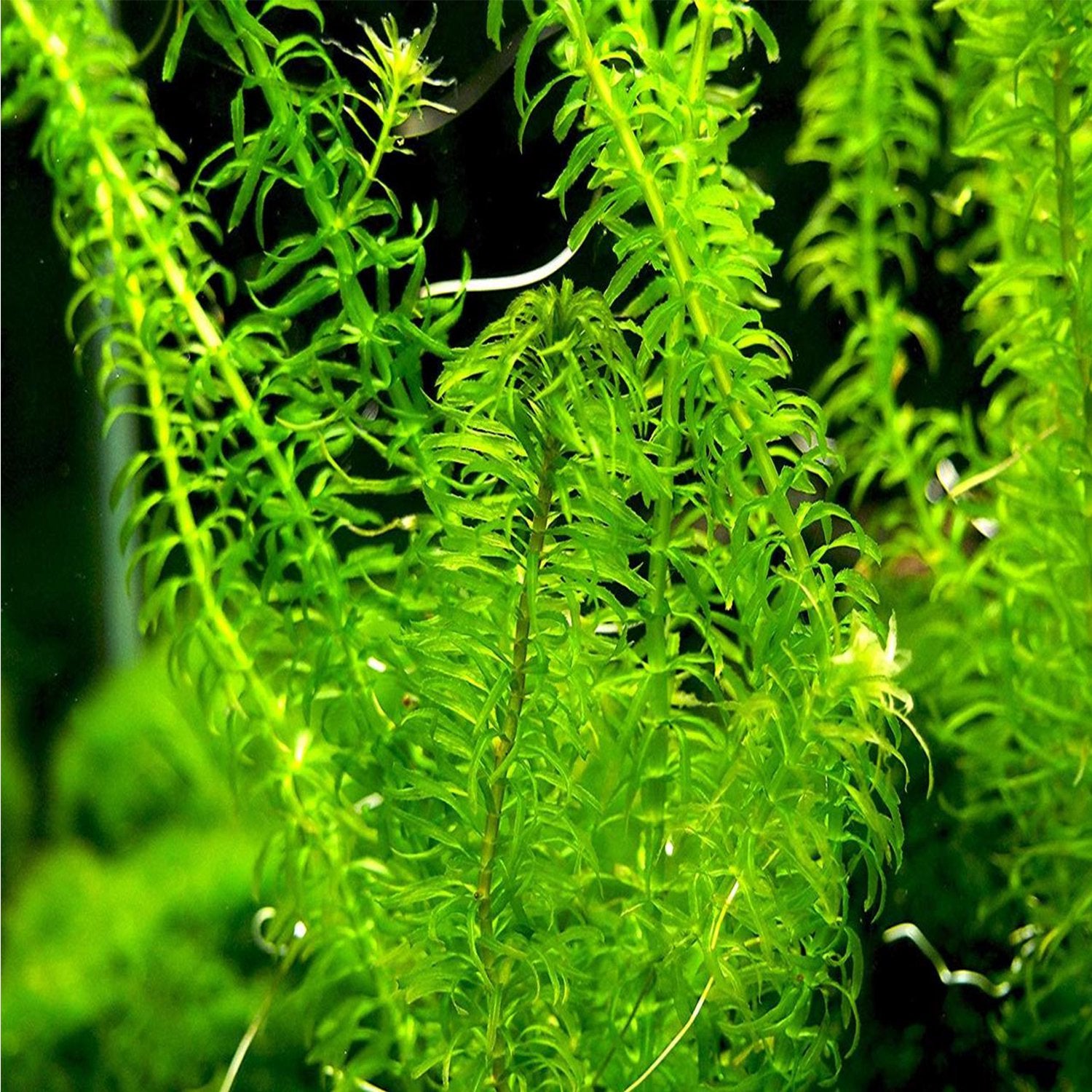 Anacharis Egeria Densa