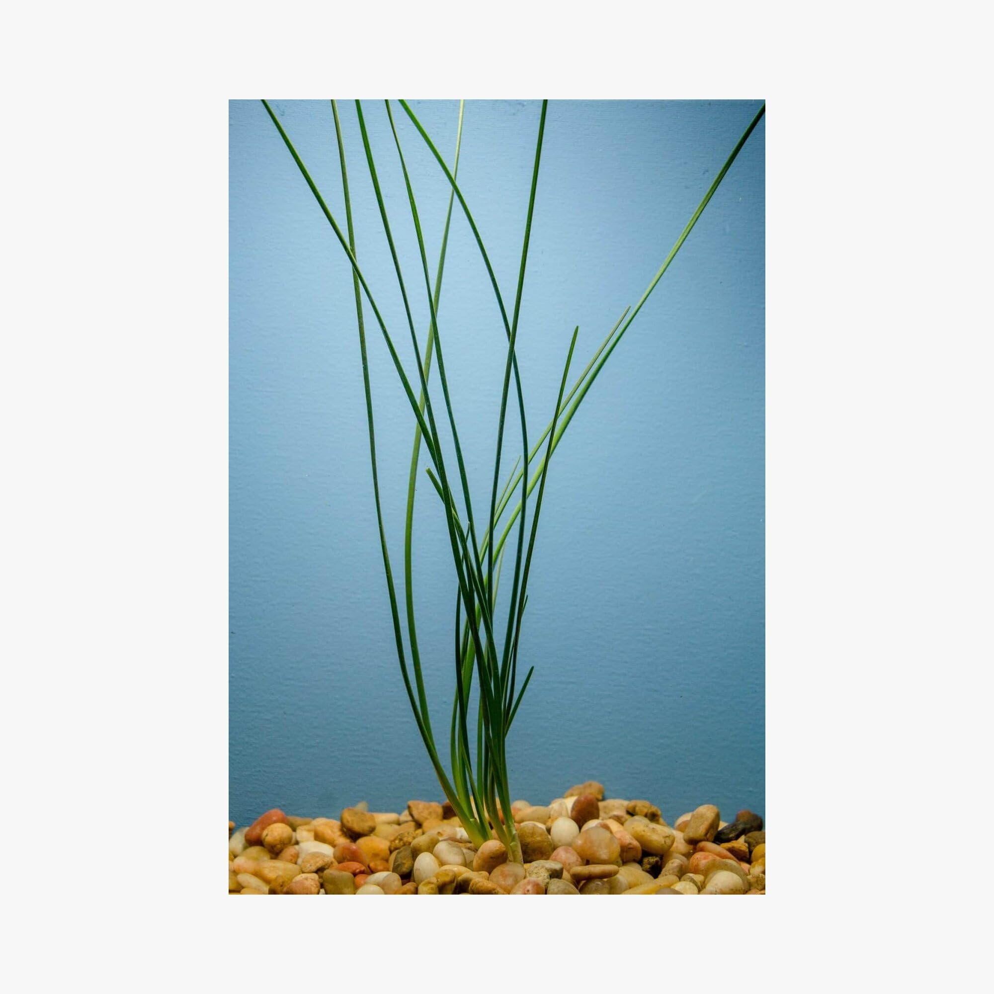 Water Onion Dwarf (Zephyranthes candida)