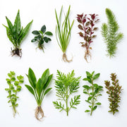 Beginner Aquatic Plants Bundle 30 Plant Pack