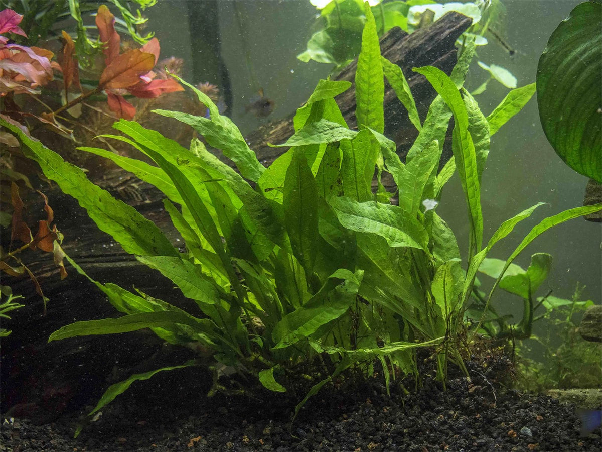 Java Fern (Microsorum Pteropus) on Mat