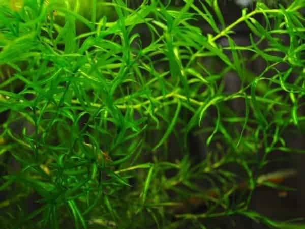 Guppy Grass Najas Guadalupens