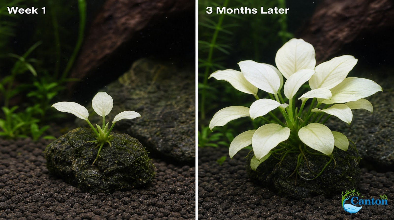 Anubias White Rose