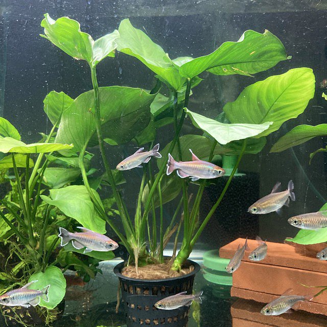 Anubias Nancon