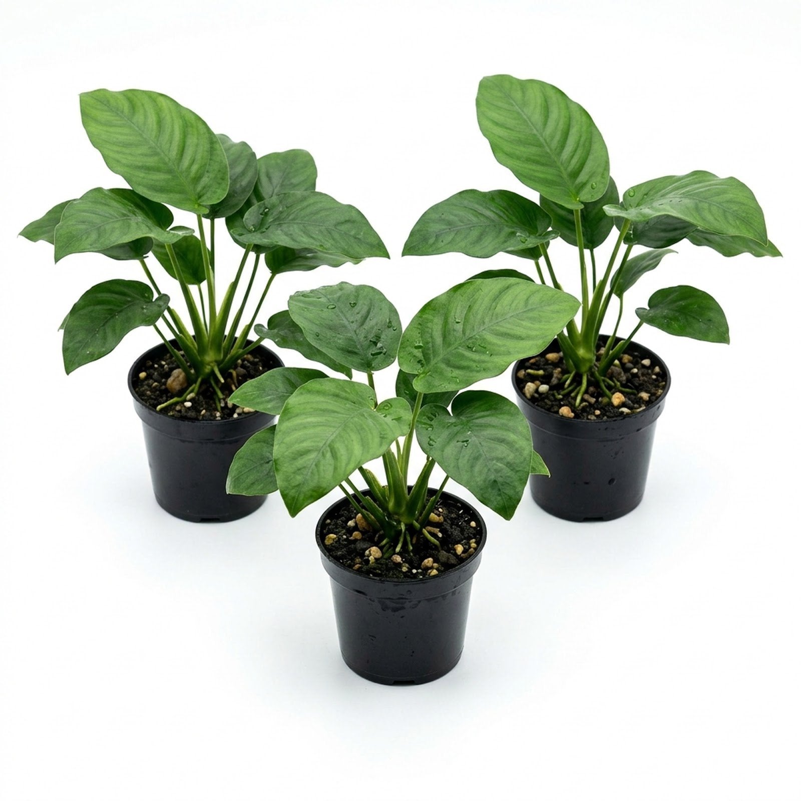 Anubias Gigantea