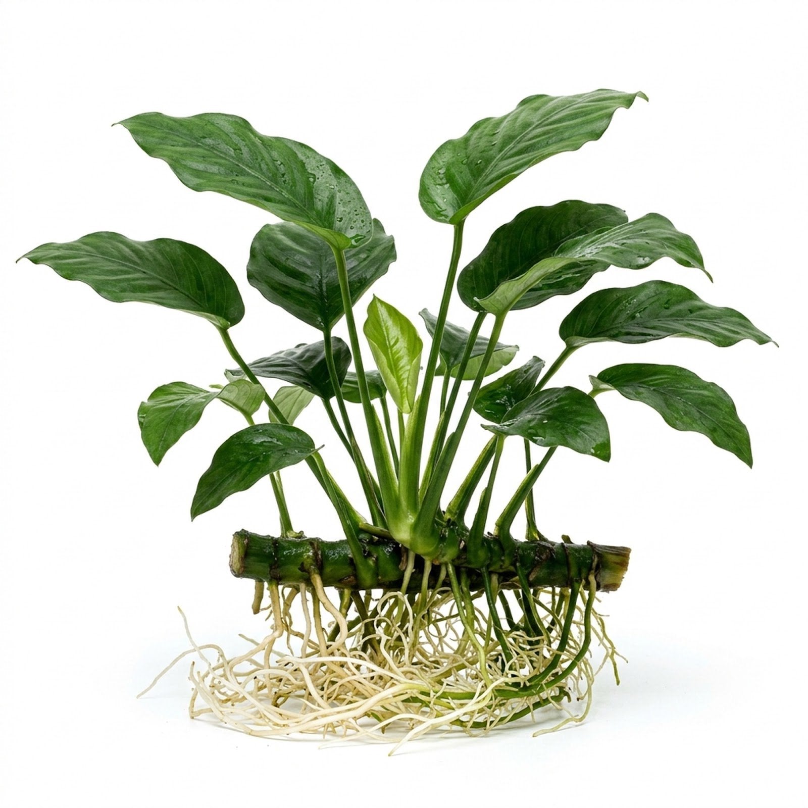 Anubias Barteri (Nana)