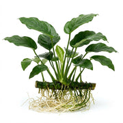 Anubias Barteri (Nana)