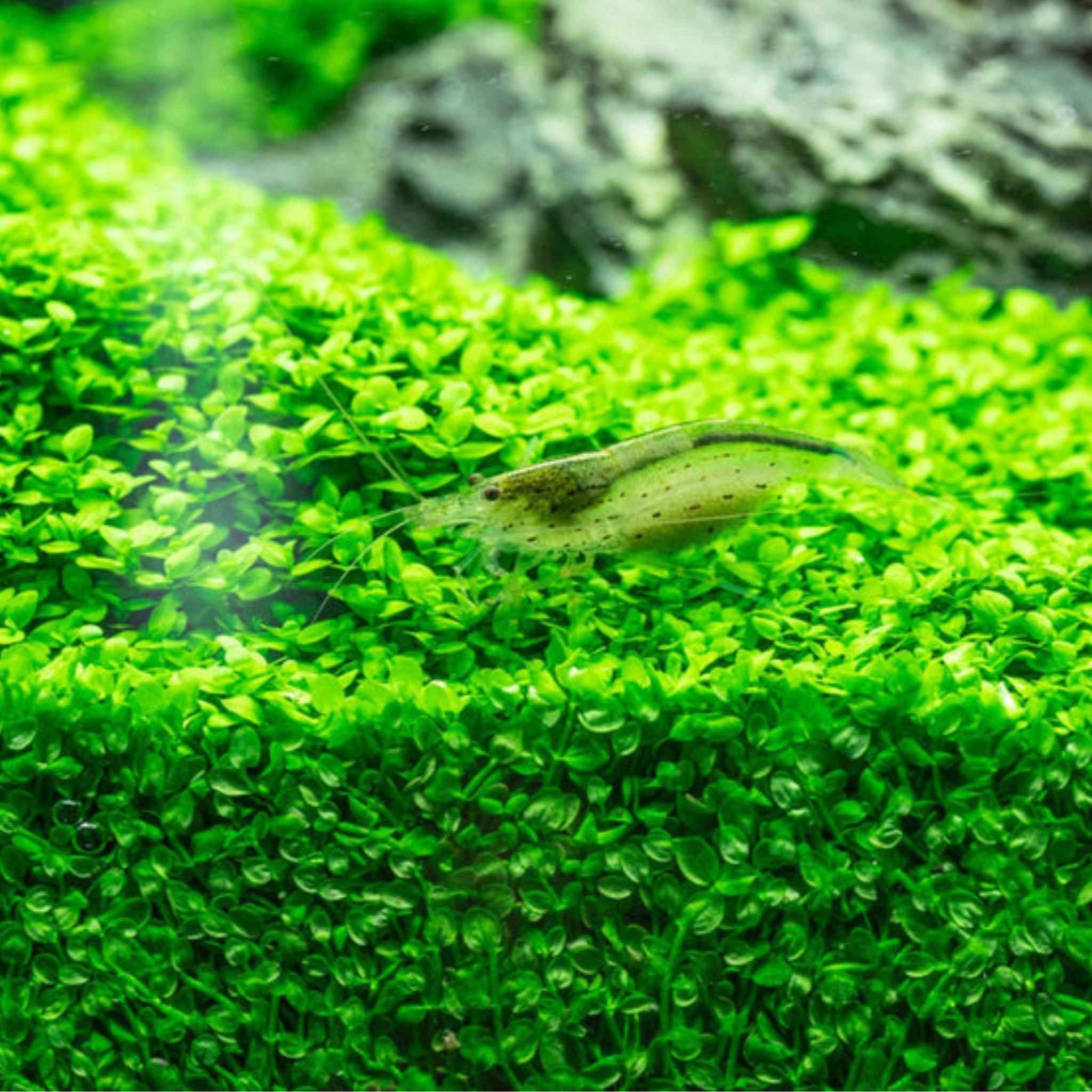 Monte Carlo (Micranthemum)