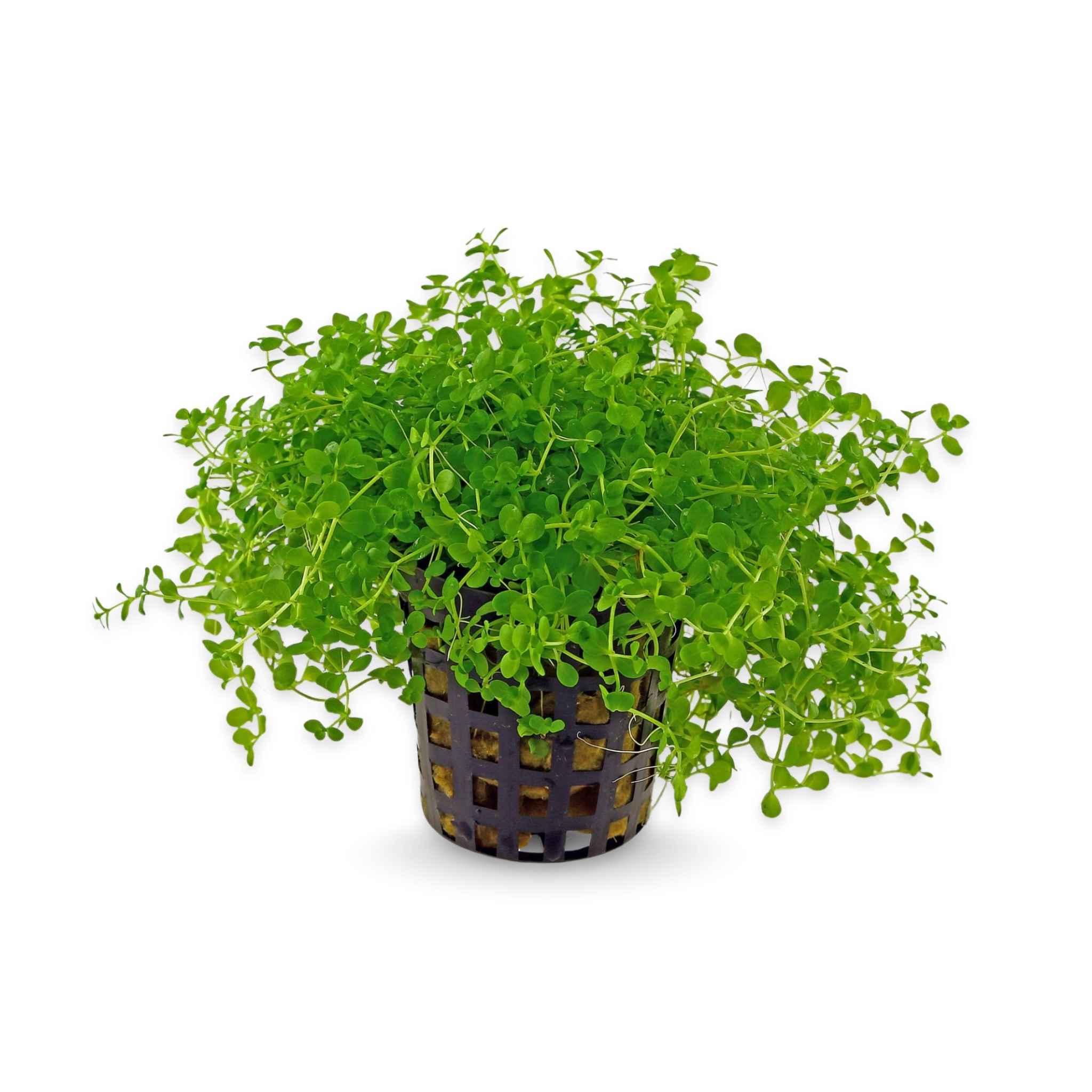 Monte Carlo (Micranthemum)