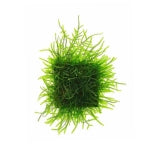 Moss