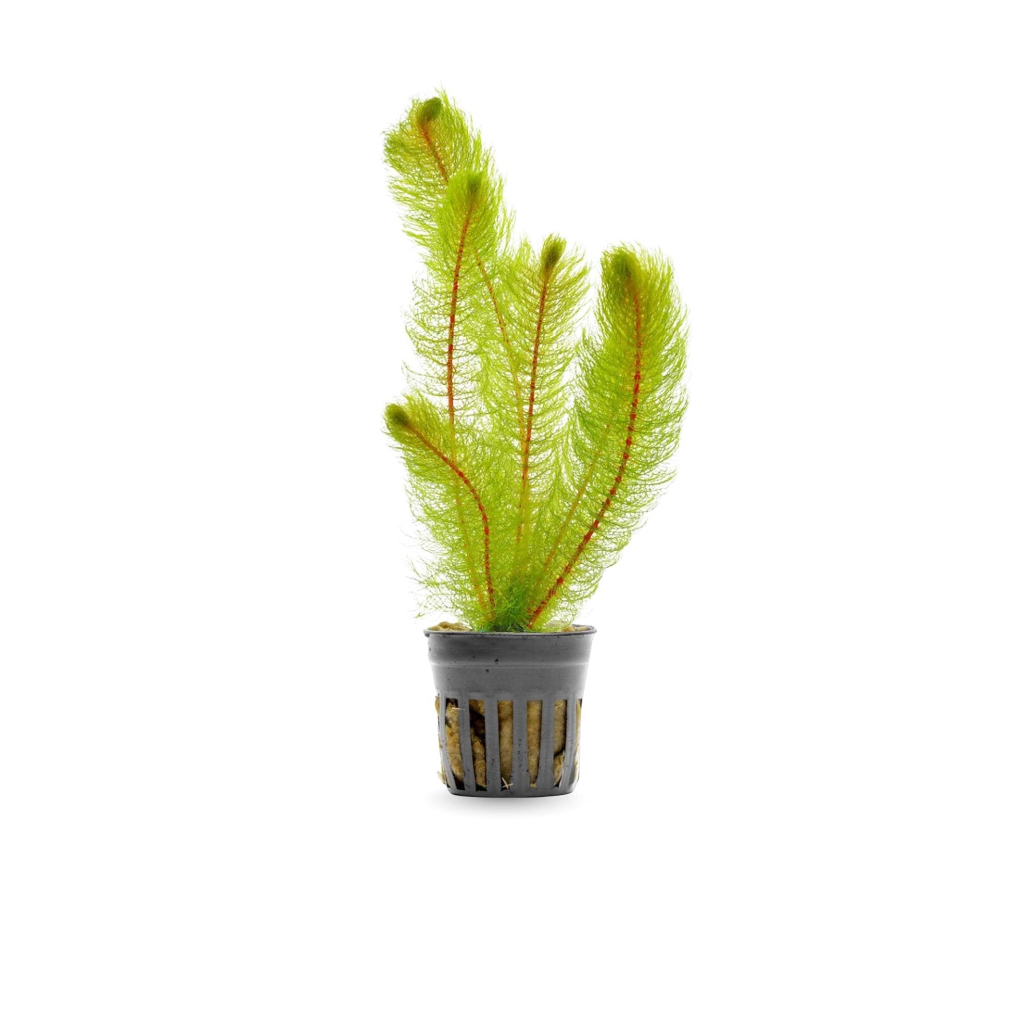Myriophyllum Heterophyllum Myrio Red