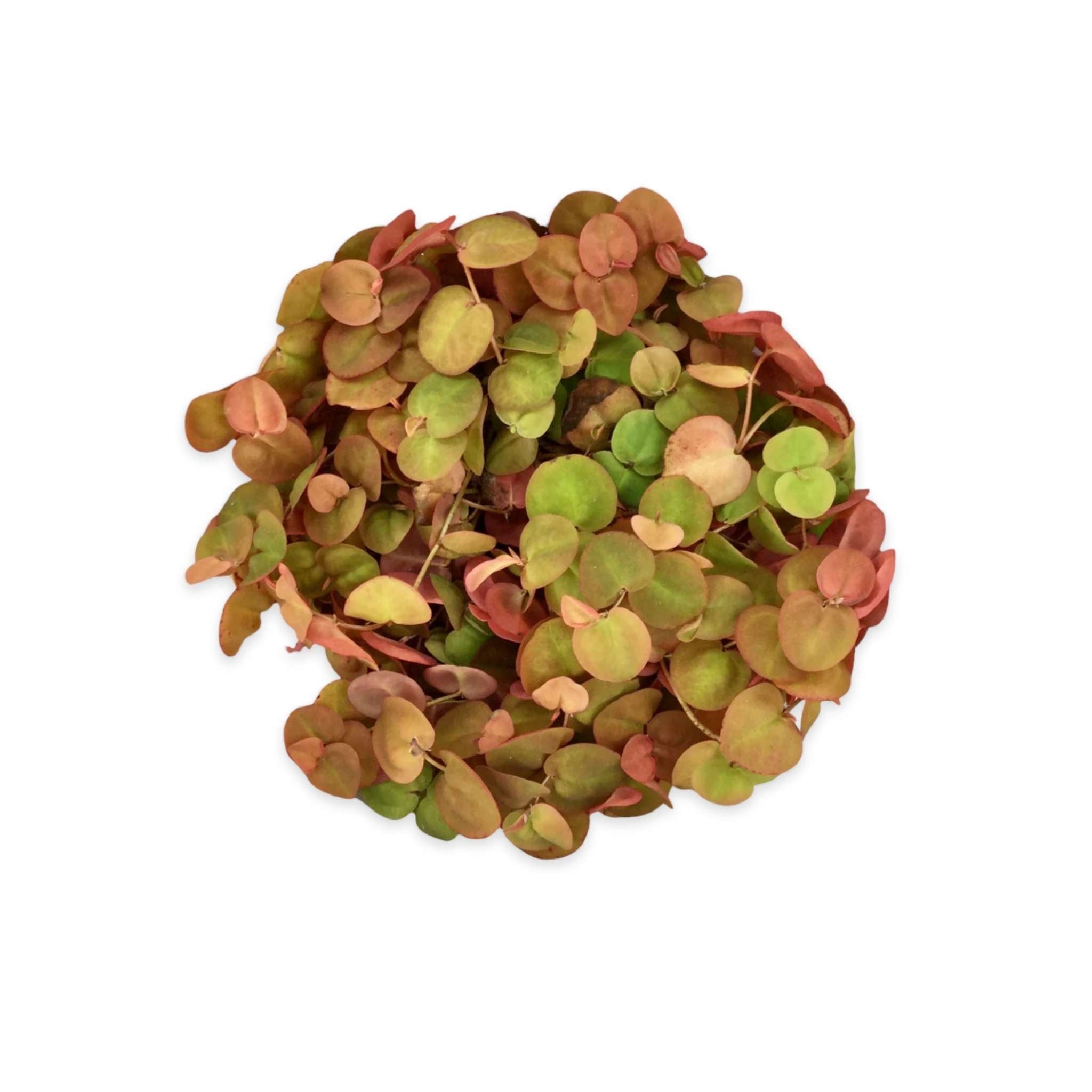 Red Root Floater Phyllanthus Fluitans