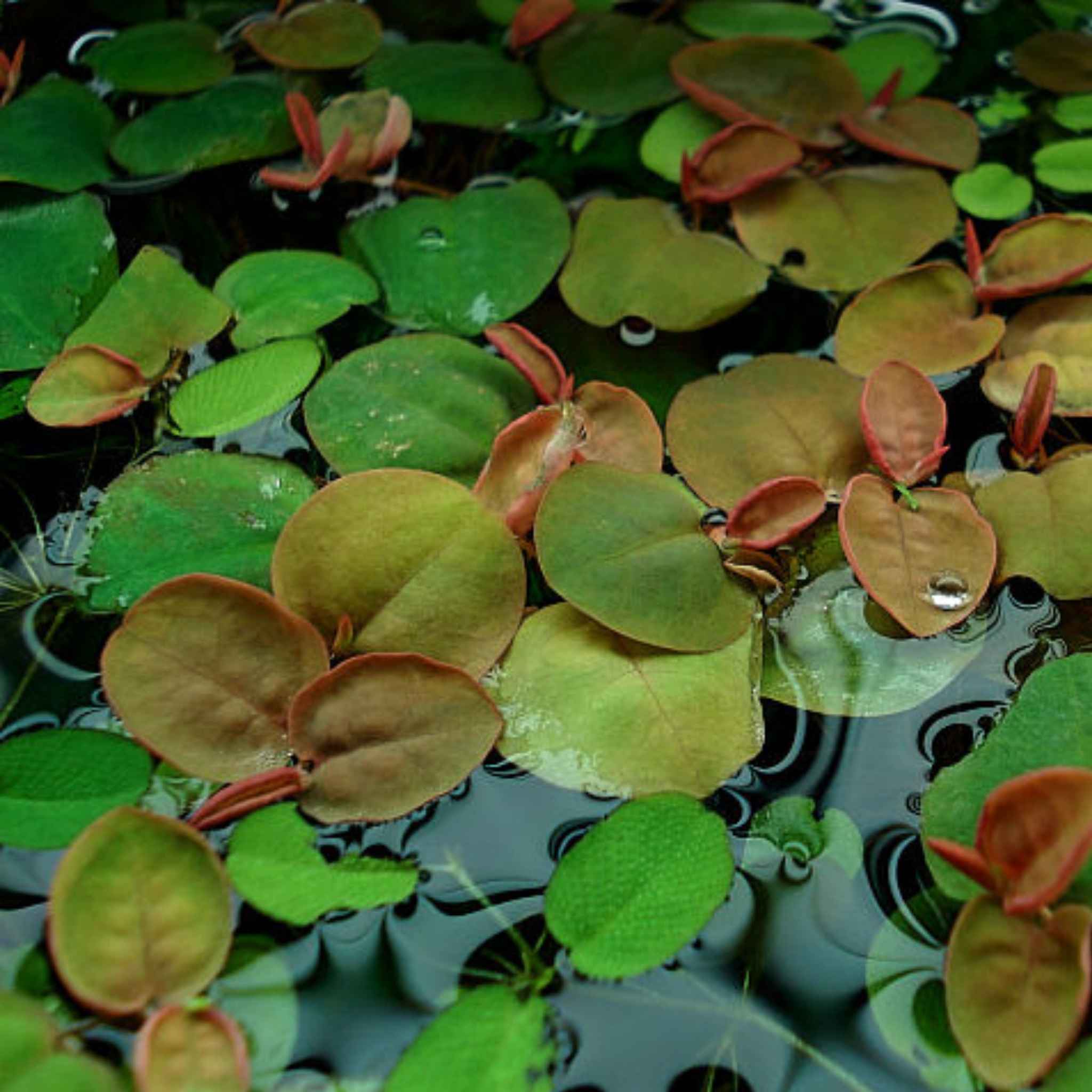 Red Root Floater Phyllanthus Fluitans